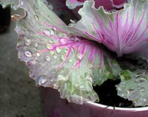 cabbage raindrops2