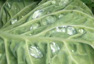 cabbage raindrops3