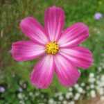pink flower2