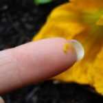 pollen-on-male-squash