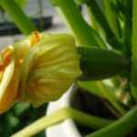 pollinated-zucchini
