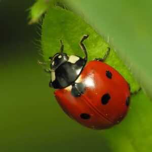 adult_ladybug
