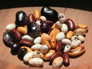 beans seeds