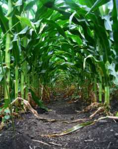 corn-row