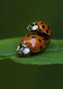 ladybug-mating