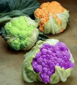 cauliflower in colors