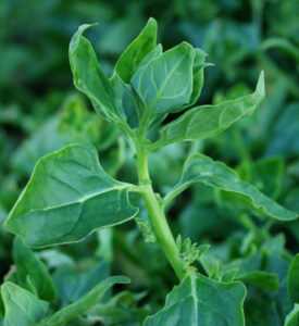 New_Zealand_Spinach