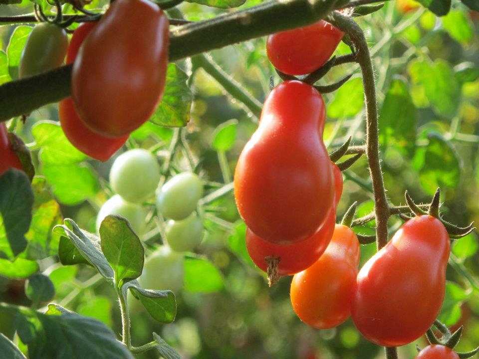 tamuz - tomatoes