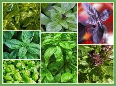 Basil Collection