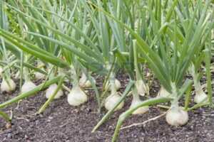 onions-growing