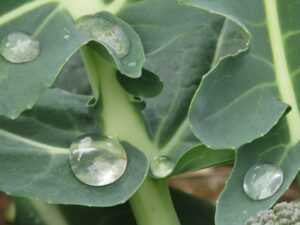 cauliflower raindrops1