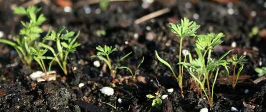 21-23 בדצמבר 2020 - מעשה בגזר 3 carrot sprouts1 e1750069802438