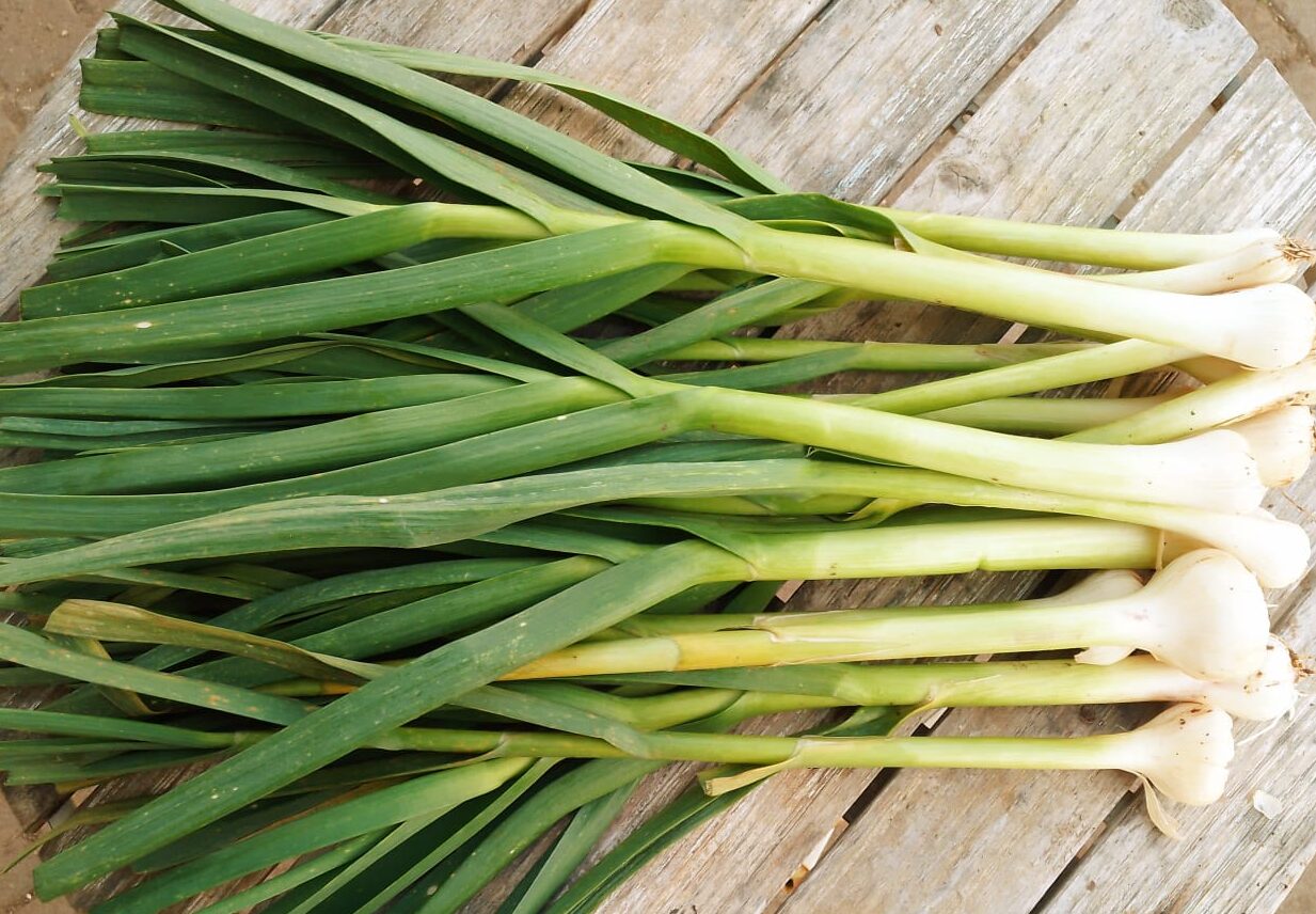 green garlic1