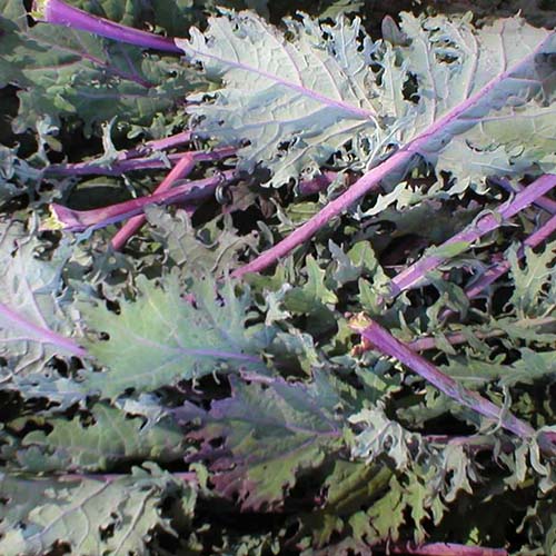 קייל אדום - Red Russian Kale