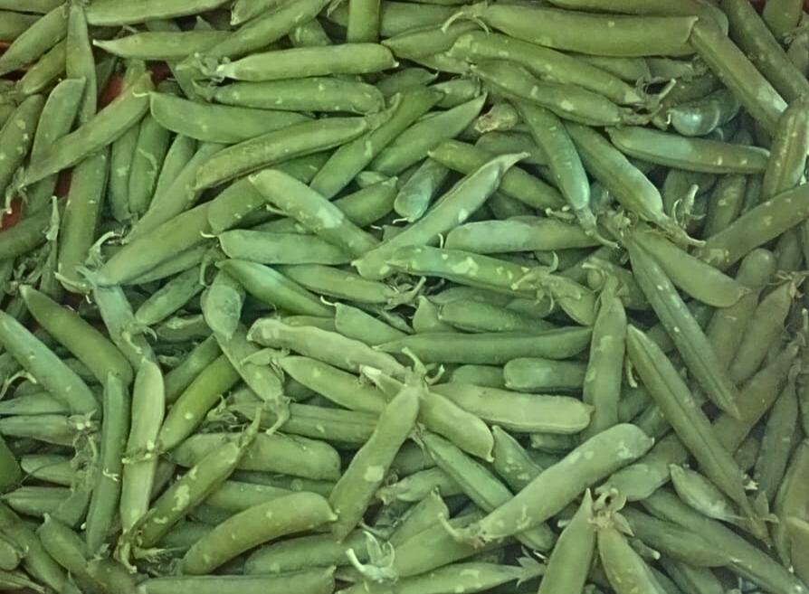 אפונת גינה